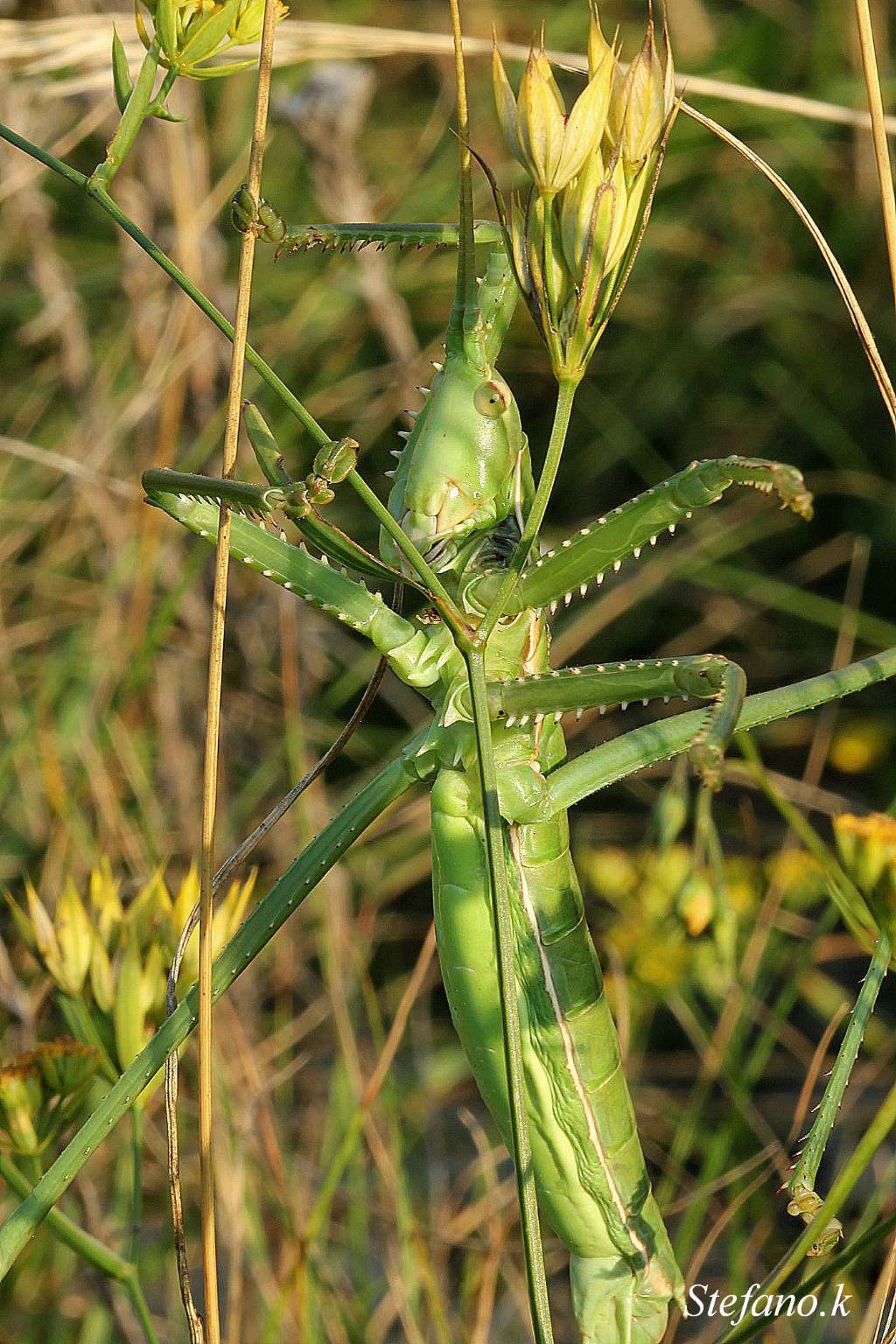 Femmina di Saga pedo